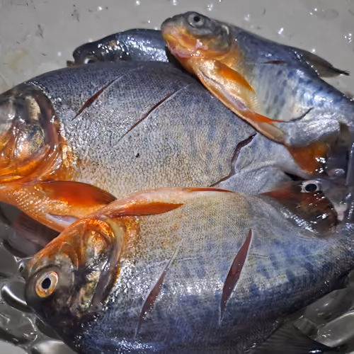 Red -Bellied Pacu - Fresh Catch