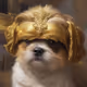 Juca is king
