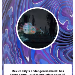 Mexico City's endangered axolotl has found fame—is that enough to save it?