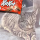 KITKAT — Bodega Cat Community Edition