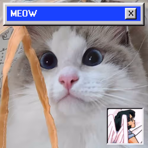 Bomm The Cat