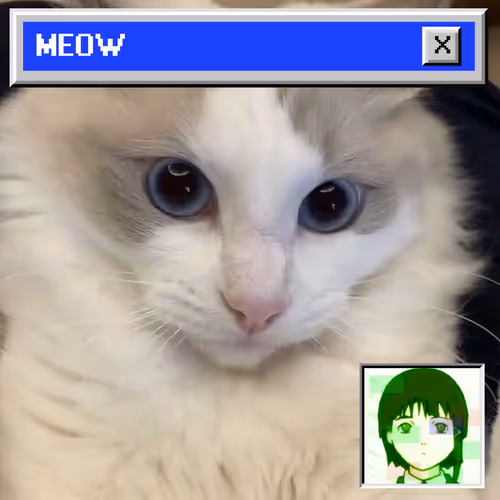 Bomm The Cat