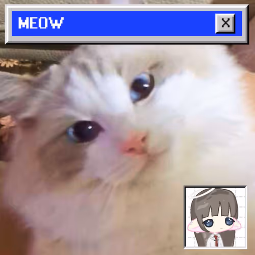 Bomm The Cat