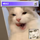 BOMM, THE CAT