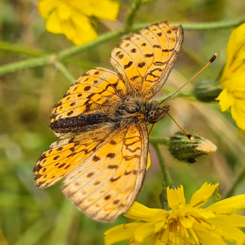 arjantupan.lens-Collect-97