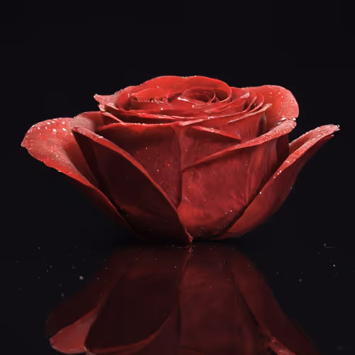 Item #53942270178133933381406980746523523529732857303513353263643588966353557520403 Media