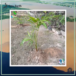 Açaí-de-touceira[Euterpe oleracea Mart.] - Plant Certificate #4628