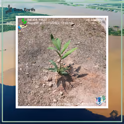 Bacaba[Oenocarpus bacaba Mart.] - Plant Certificate #4631