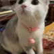 Yuumi V2