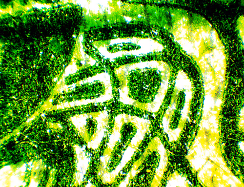Item #986 Media
