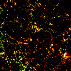ECONOSCOPIC#1440