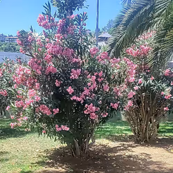 72795454917677771265105656056923659930303435952144729884656934759477616107329