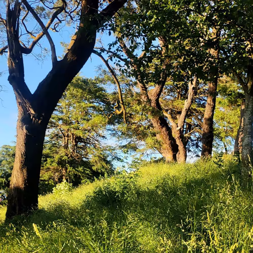 Item #114575880837138707859443657820857876627861507475913697378420527508082424921156 Media