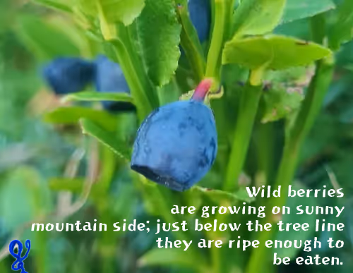 arjantupan.lens-Collect-86