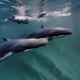 Whales