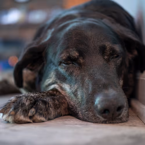 alexkontak.lens-Collect-706