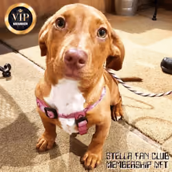 Stella Fan Club - VIP Membership