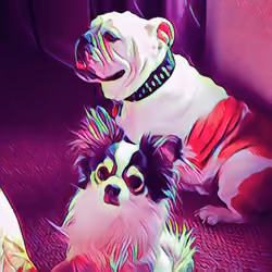 Roman and Buddy Bandit