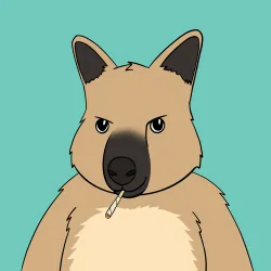 Roo #908