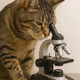 Mad scientist teaching cats