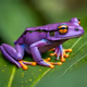 Poly Frog