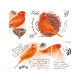 Red Canary #5