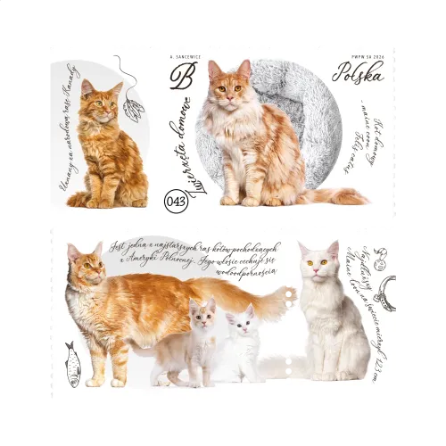 Maine Coon Cat #43