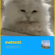 metacat V3