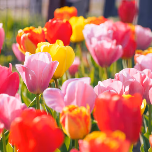 Mint Your Own Sylvia