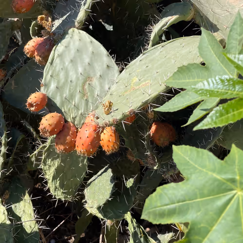 Collezione Sardaigna V2