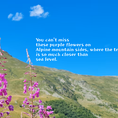 arjantupan.lens-Collect-70