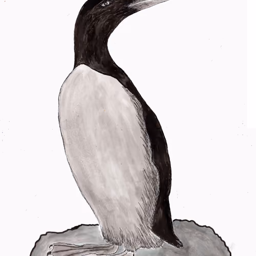 Elegant and alert seabird. An Auk