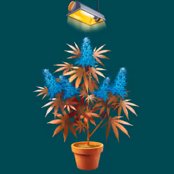 NFTokin #12176