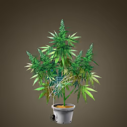 NFTokin #6520