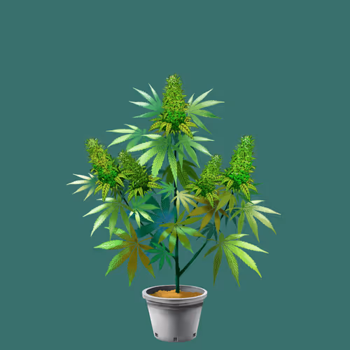 NFTokin #9574