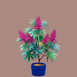 NFTokin #2668