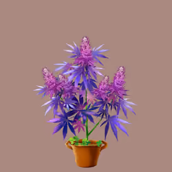NFTokin #5619