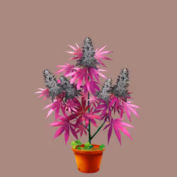 NFTokin #1258