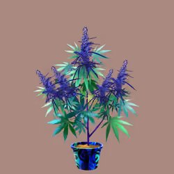 NFTokin #11524