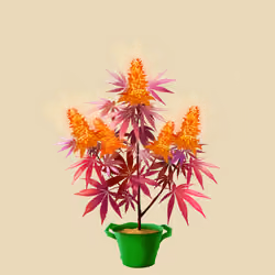 NFTokin #1440