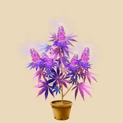 NFTokin #9070