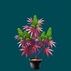 NFTokin #6791