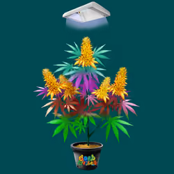 NFTokin #10683