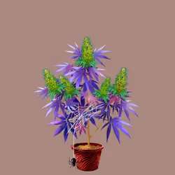 NFTokin #8737
