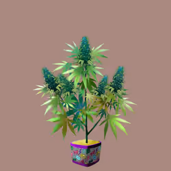 NFTokin #10546