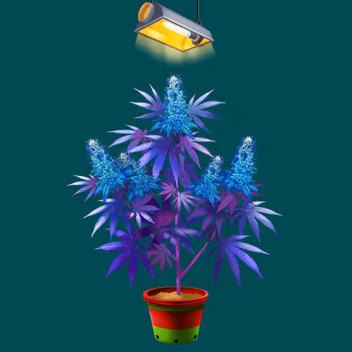 NFTokin #12862