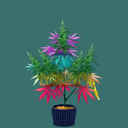 NFTokin #5872