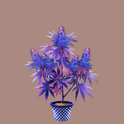 NFTokin #6768