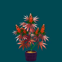 NFTokin #11603