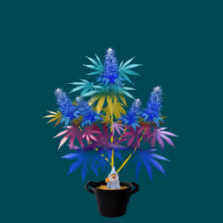 NFTokin #9267